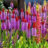 Pink Vialii Flower seeds for Planting Cut Flower Favorite Heirloom & GMO Free Seeds for Home Garden 
 
 Sale