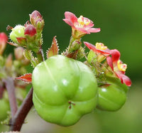 Red Bellyache Bush Flower seeds for Planting Perfect for Borders Heirloom & GMO Free Seeds for Home Garden
 
 Sale