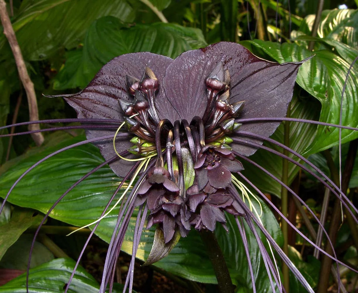 Tacca Chantrieri Flower seeds for Planting Easy to Grow Heirloom & GMO Free Seeds for Home Garden