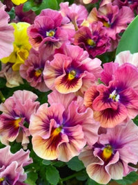 Double Pansy Rococo Flower seeds for Planting Cut Flower Favorite Heirloom & GMO Free Seeds for Home Garden
