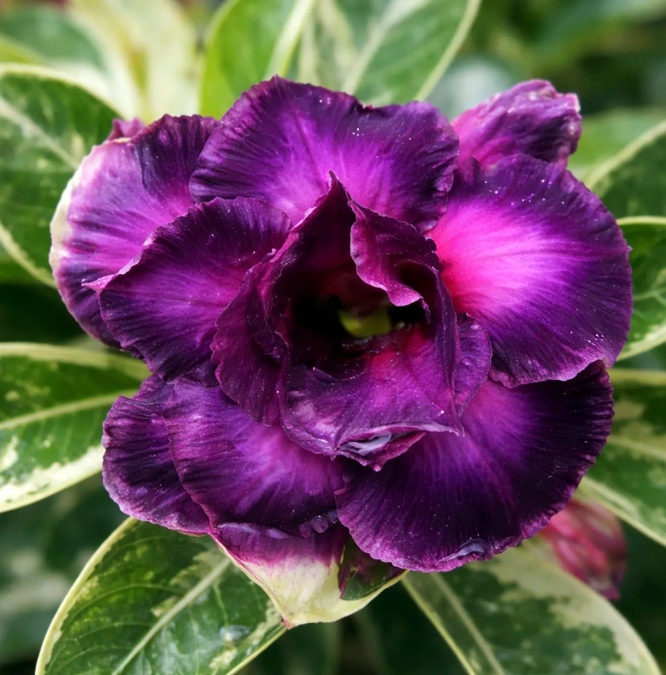 Purple Adenium Flower seeds for Planting - Shade Tolerant, Heirloom & GMO Free Seeds for Home Garden