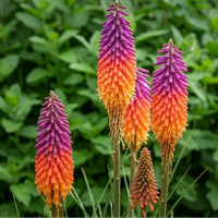 Heirloom Kniphofia Flower seeds for Planting Pollinator Friendly Heirloom & GMO Free Seeds for Home Garden