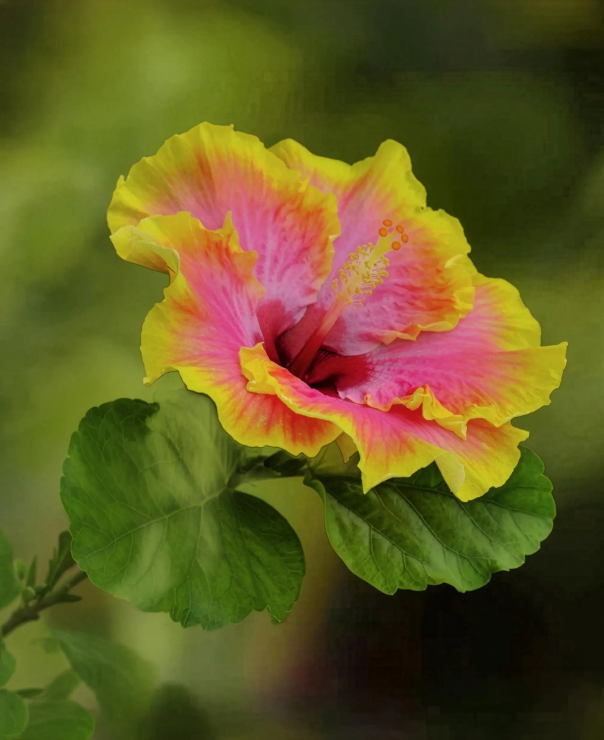 Yellow Pink Hibiscus Flower seeds for Planting Easy to Grow Heirloom & GMO Free Seeds for Home Garden