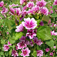 Casa Malva Flower seeds for Planting - Sun Loving, Heirloom & GMO Free Seeds for Home Garden