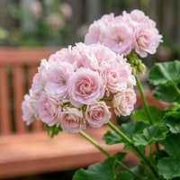 Light Pink Geranium Pelargonium Seeds for Planting Premium Quality Heirloom & GMO Free Seeds for Home Garden
 
 Sale