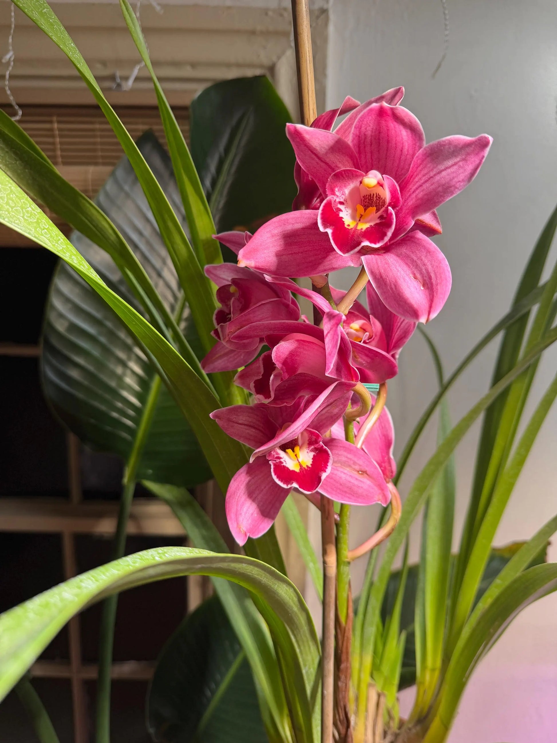 Red Cymbidium Orchid Flower seeds for Planting - Drought Tolerant, Heirloom & GMO Free Seeds for Home Garden