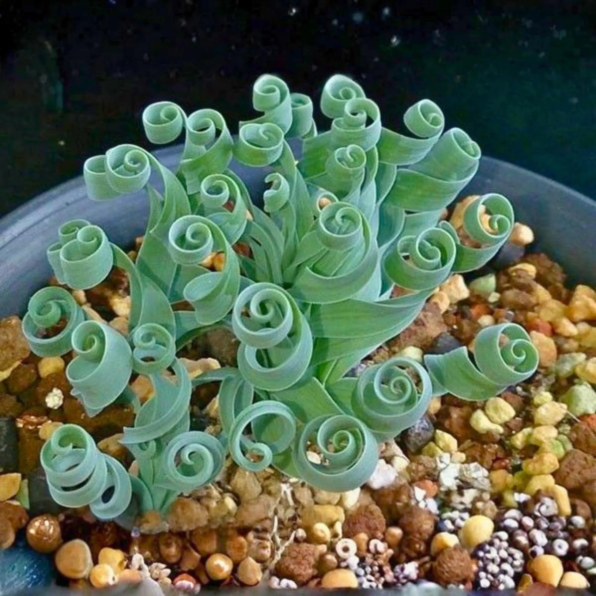 Curly Twisted Flower seeds for Planting - Perfect for Borders, Heirloom & GMO Free Seeds for Home Garden