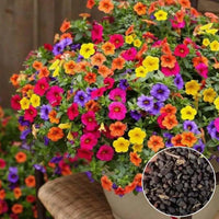 Mixed Superbells Petunia Seeds Flower seeds for Planting - Pollinator Friendly, Heirloom & GMO Free Seeds for Home Garden