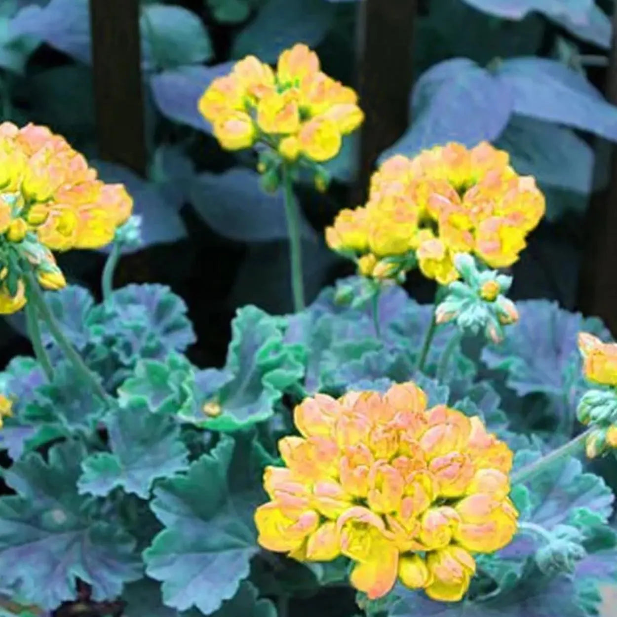 Yellow Mix Pelargonium Peltatum Flower Seeds for Planting Garden Favorite Heirloom & GMO Free Seeds for Home Garden  Sale