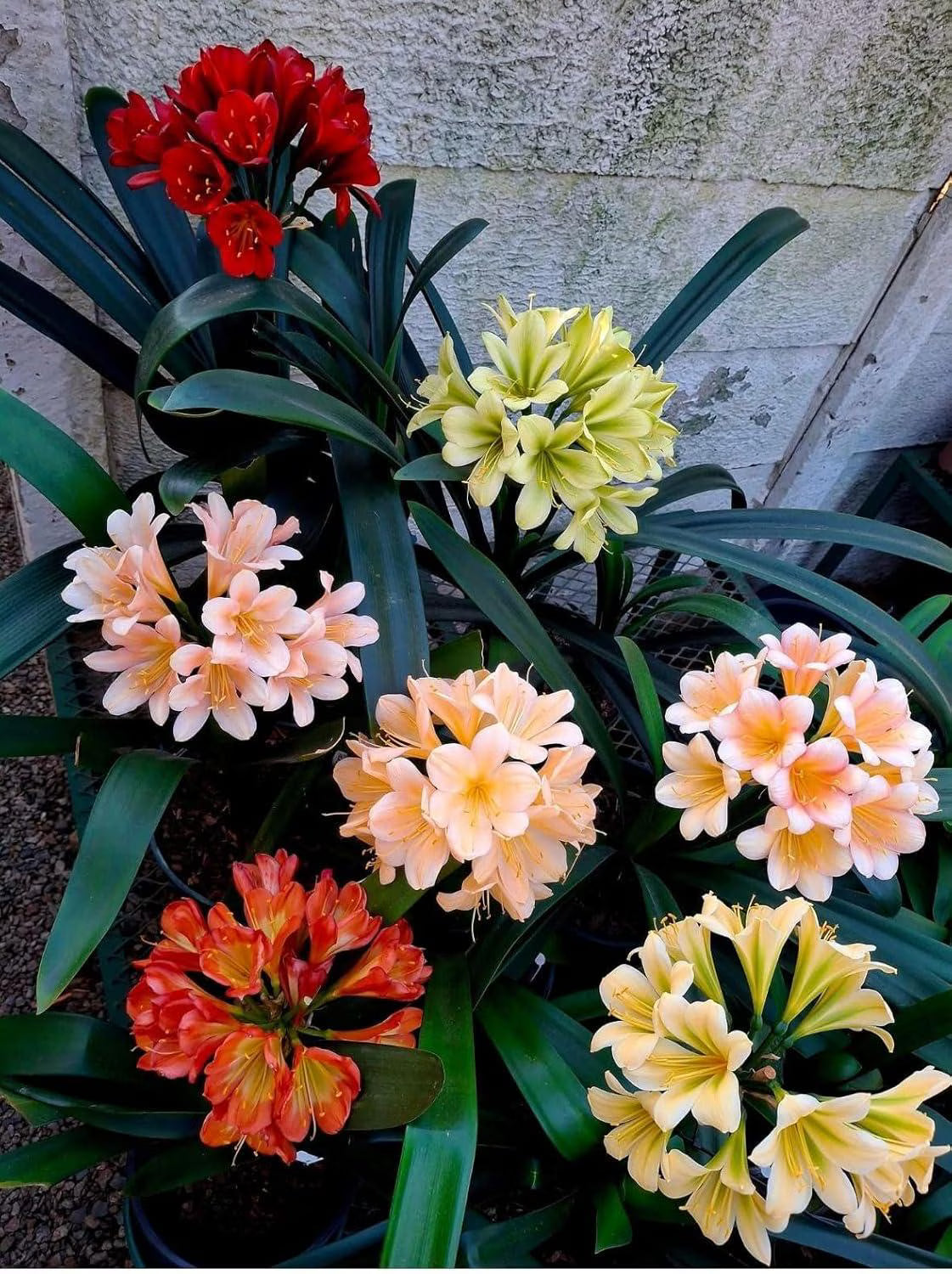 Mixed Clivia Flower Seeds for Planting - Vibrant Perennial Blooms