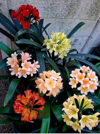 Mixed Clivia Flower Seeds for Planting - Vibrant Perennial Blooms