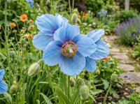 Fresh Meconopsis Flower seeds for Planting - Premium Quality, Heirloom & GMO Free Seeds for Home Garden