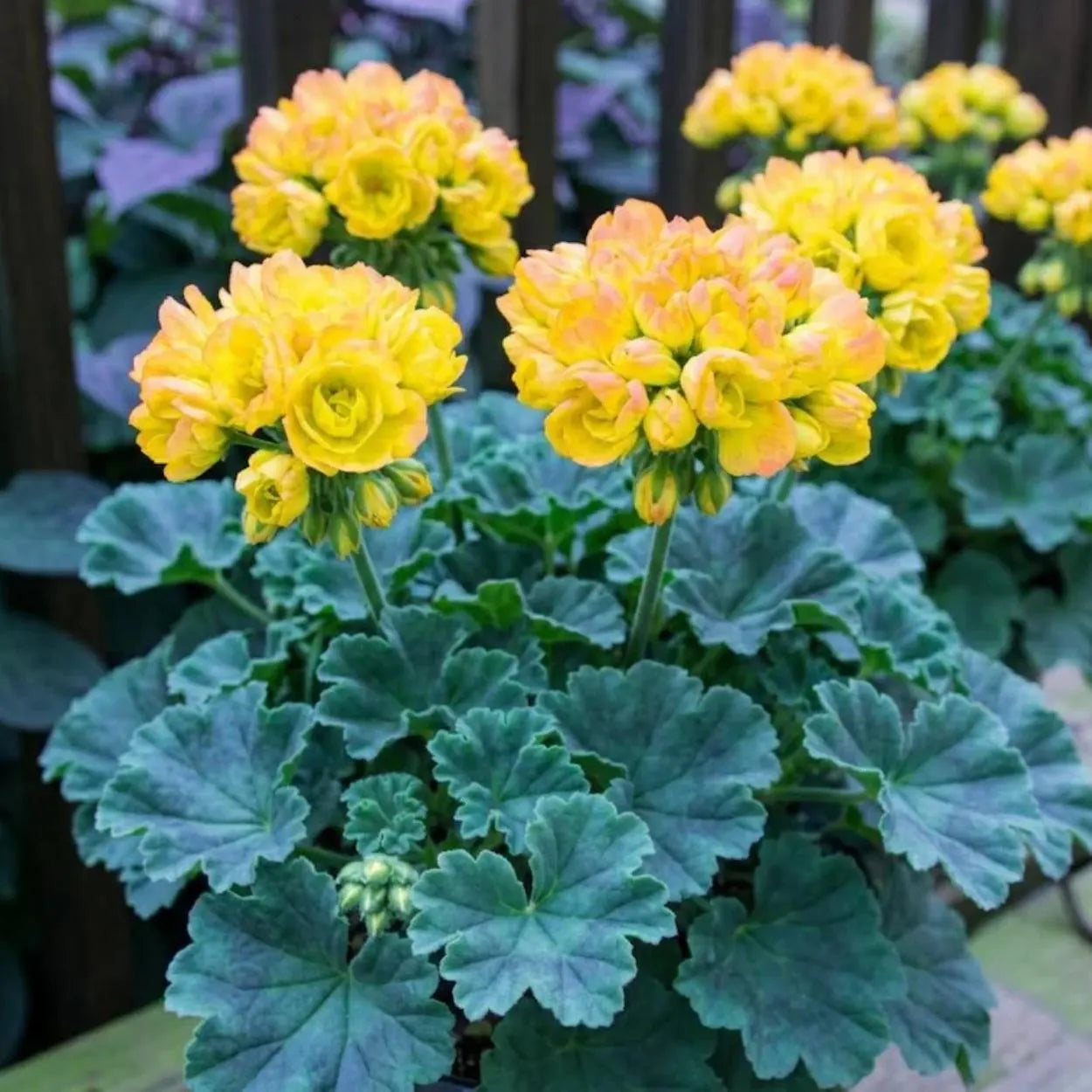 Univalve Geranium Light Yellow Flower Seeds for Planting  Annual Seeds for a Beautiful Garden
