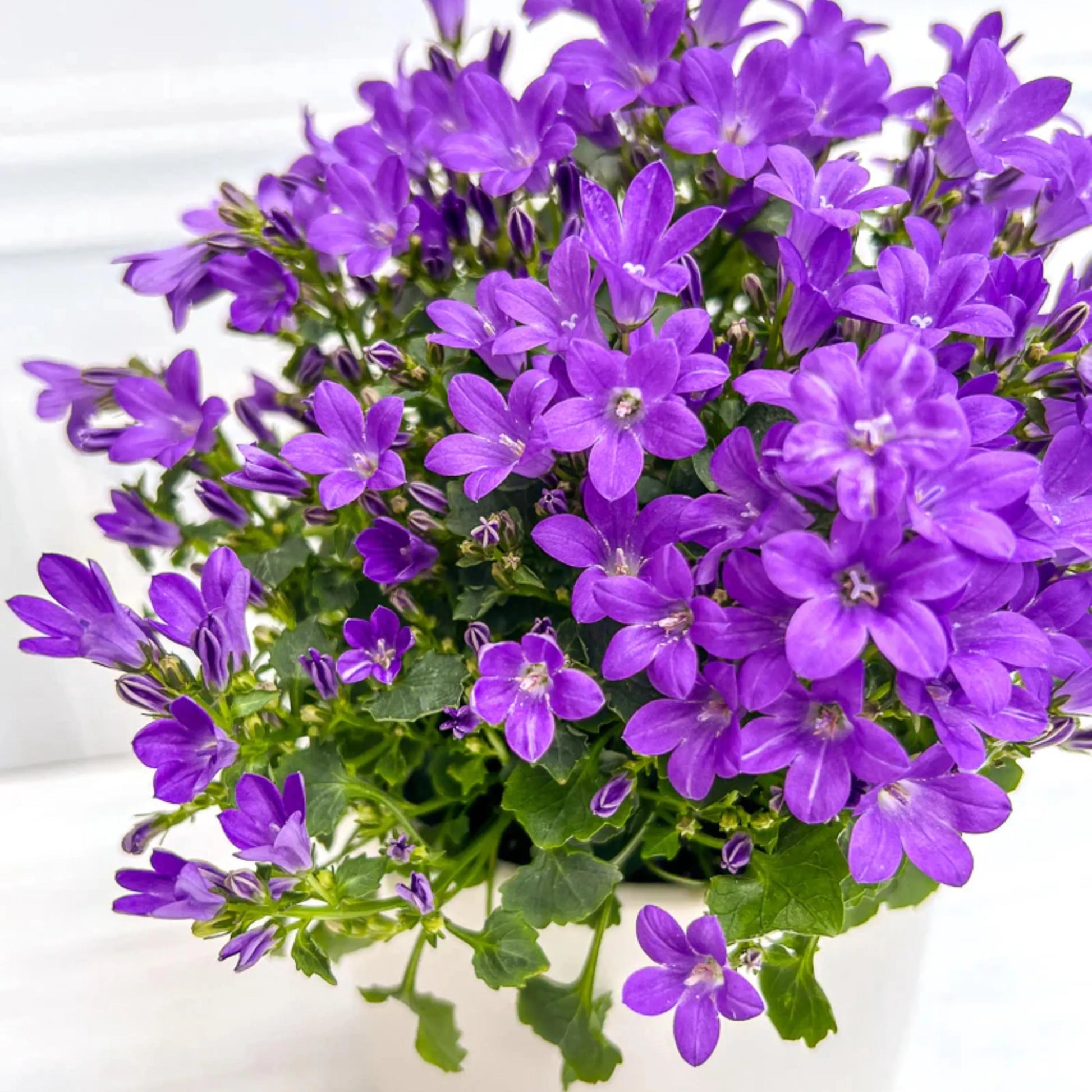 Purple Portenschlagiana Flower seeds for Planting - Pollinator Friendly, Heirloom & GMO Free Seeds for Home Garden