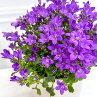 Purple Portenschlagiana Flower seeds for Planting - Pollinator Friendly, Heirloom & GMO Free Seeds for Home Garden