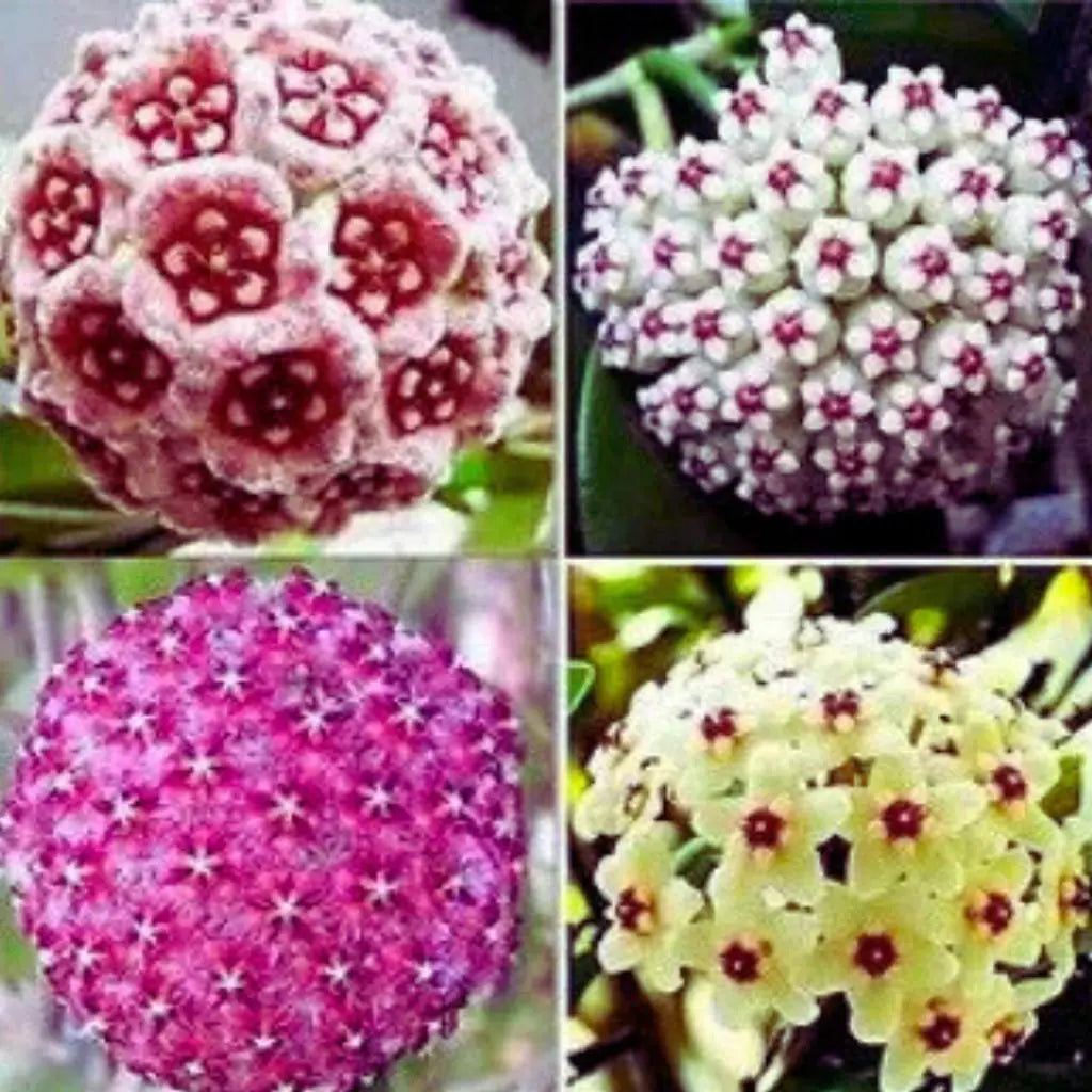 Mixed Colour Hoya Flower Seeds for Planting Shade Tolerant Heirloom & GMO Free Seeds for Home Garden
 
 Sale
