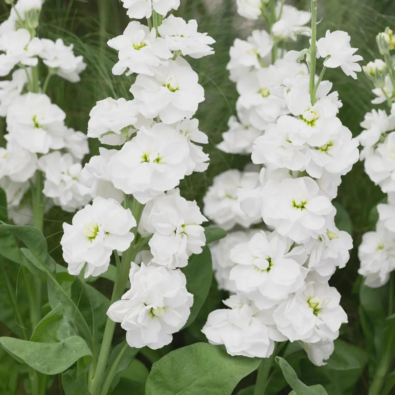 White Matthiola Incana Flower seeds for Planting Wildflower Mix Heirloom & GMO Free Seeds for Home Garden 
 
 Sale