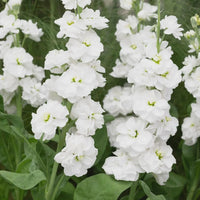 White Matthiola Incana Flower seeds for Planting Wildflower Mix Heirloom & GMO Free Seeds for Home Garden 
 
 Sale