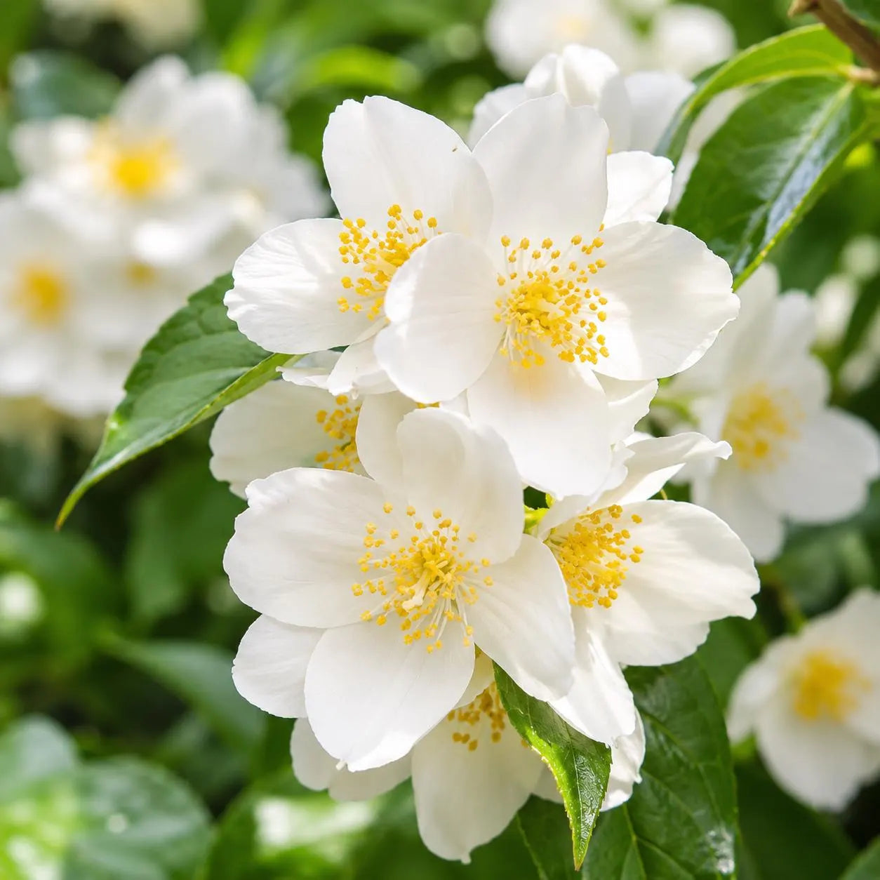 Heirloom Philadelphus Lewisii Flower seeds for Planting Easy to Grow Heirloom & GMO Free Seeds for Home Garden