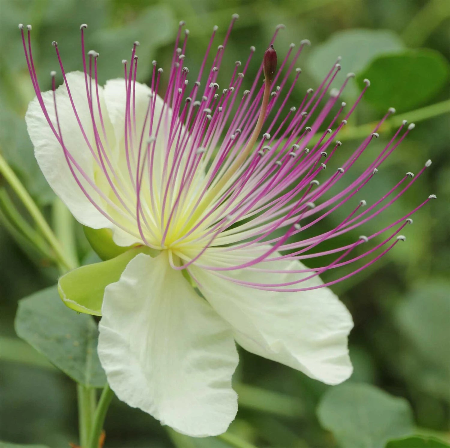 Capparis Spinosa Flower Seeds for Planting - Perennial Flower Seeds for Stunning Blooms