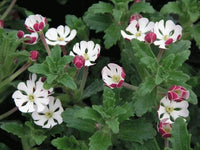 White Zaluzianskya Flower Planting - Seed for Beautiful Blossoms in Your Garden