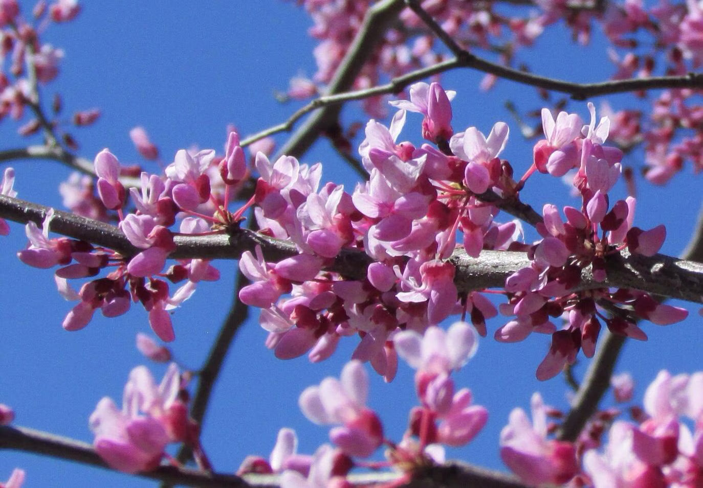 Eastern Judas Tree Seeds (Cercis Canadensis) – Hardy Tree with Beautiful Pink Blooms