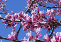 Eastern Judas Tree Seeds (Cercis Canadensis) – Hardy Tree with Beautiful Pink Blooms