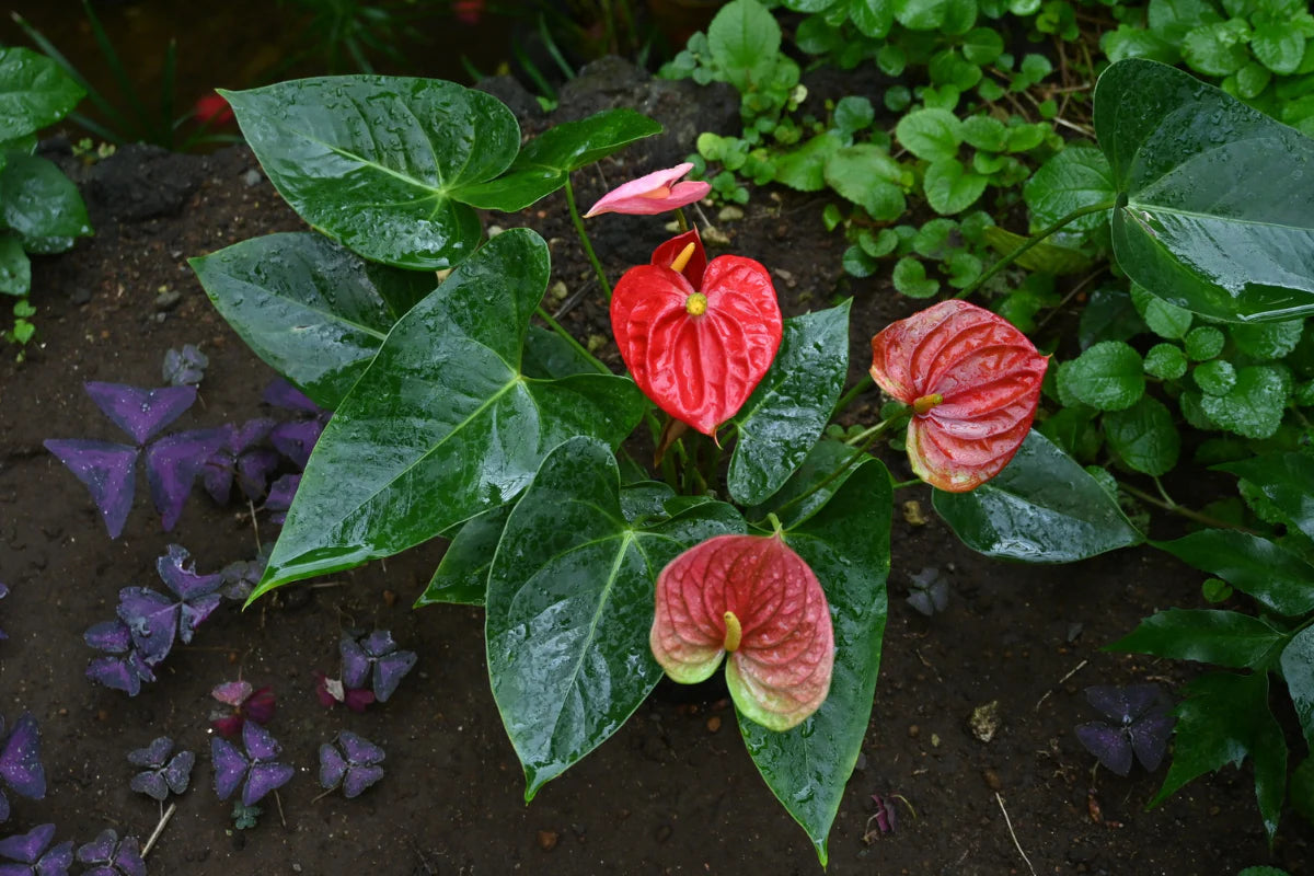 Green Red Anthurium Flower seeds for Planting - Wildflower Mix, Heirloom & GMO Free Seeds for Home Garden