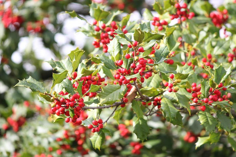 Opaca Tree Seeds for Planting  Grow Your Own Tree