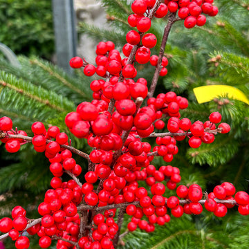 Red Verticillata Fruit Seeds for Planting - Grow Delicious Red Fruits