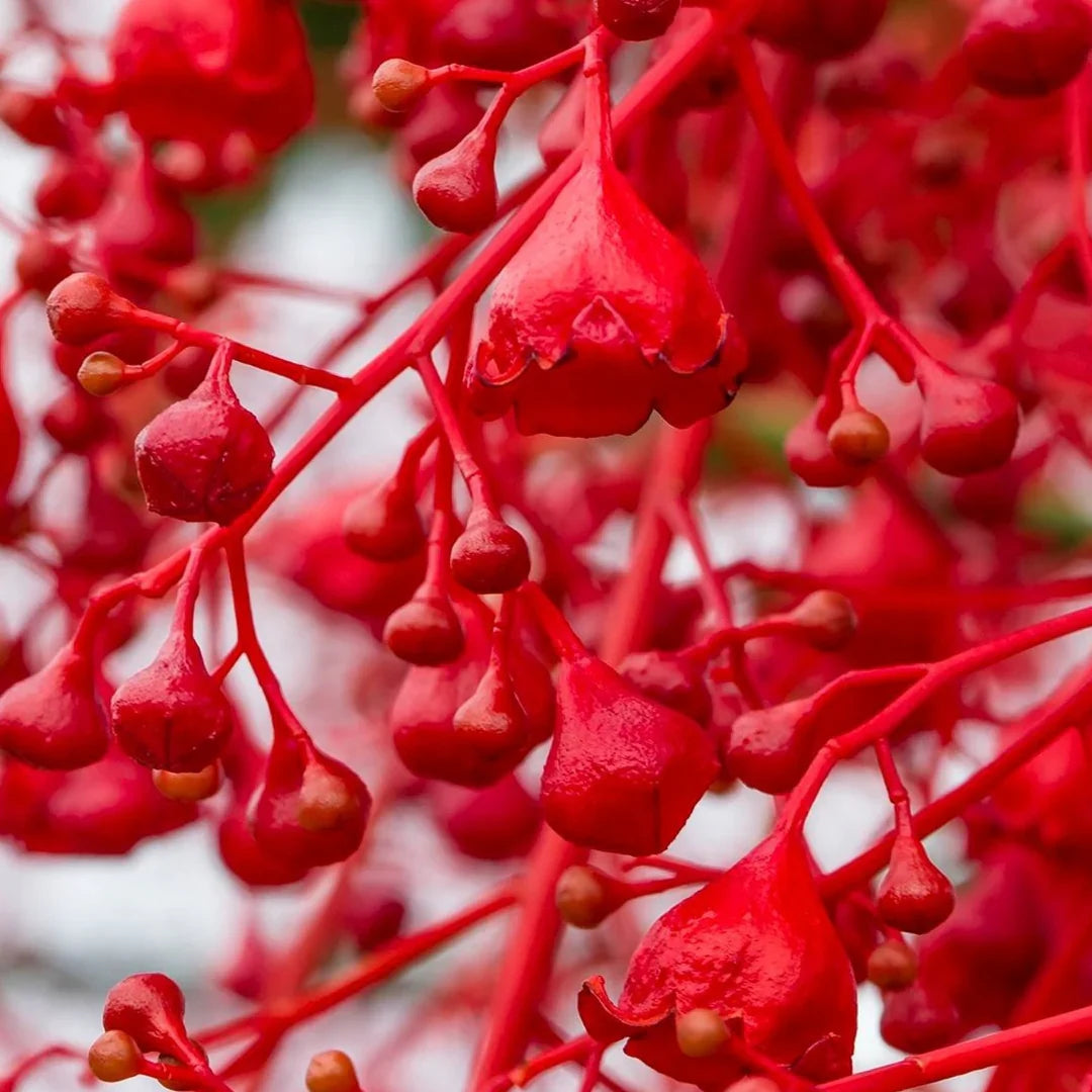 Brachychiton Acerifolius Flower seeds for Planting Easy to Grow Heirloom & GMO Free Seeds for Home Garden