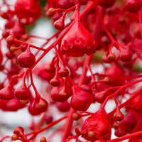 Brachychiton Acerifolius Flower seeds for Planting Easy to Grow Heirloom & GMO Free Seeds for Home Garden