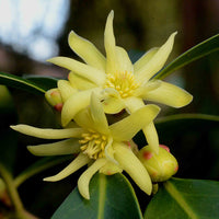Illicium Verum Flower seeds for Planting Compact Growth Heirloom & GMO Free Seeds for Home Garden 
 
 Sale