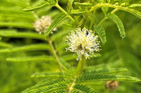 Yellow Illinois BundleFlower seeds for Planting - Vibrant Colors, Heirloom & GMO Free Seeds for Home Garden