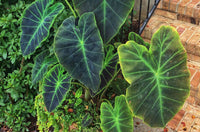 Elephant's Ear Flower seeds for Planting - Long Bloom Season, Heirloom & GMO Free Seeds for Home Garden