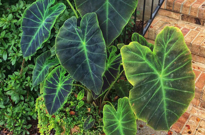 Elephant's Ear Flower seeds for Planting - Long Bloom Season, Heirloom & GMO Free Seeds for Home Garden