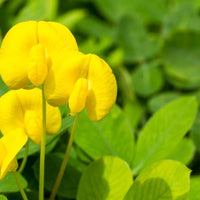 Peanut Flower seeds for Planting - Fragrant Blossoms, Heirloom & GMO Free Seeds for Home Garden