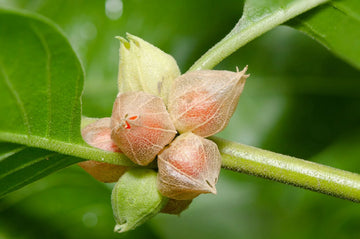 Ashwagandha Flower seeds for Planting Wildflower Mix Heirloom & GMO Free Seeds for Home Garden