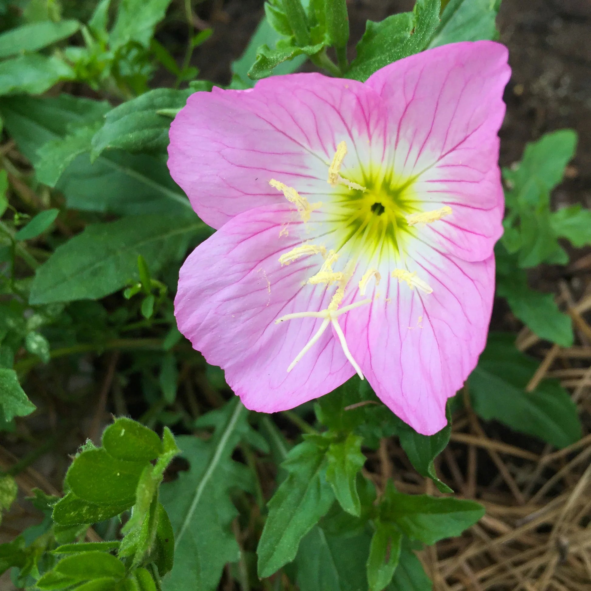 Pink Primrose Flower Seeds - Ideal for Bright Garden Planting