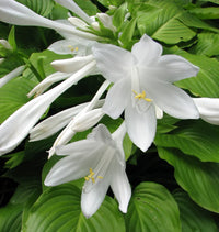 Hosta Flower seeds for Planting - Drought Tolerant, Heirloom & GMO Free Seeds for Home Garden