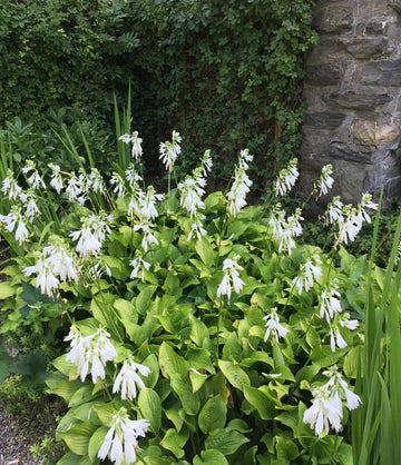 Hosta Flower seeds for Planting - Drought Tolerant, Heirloom & GMO Free Seeds for Home Garden