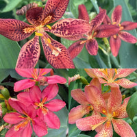 Pardancanda Flower seeds for Planting Low Maintenance Heirloom & GMO Free Seeds for Home Garden