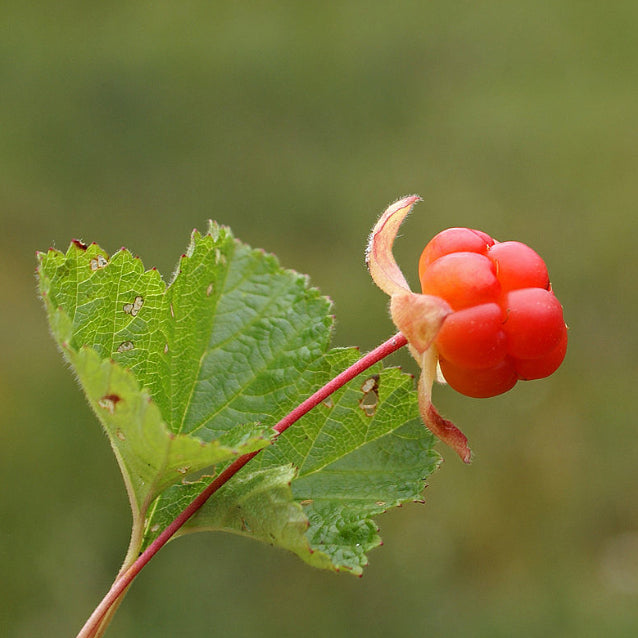 Cloudberry Planting Seeds - Cultivate Rare Garden Fruits