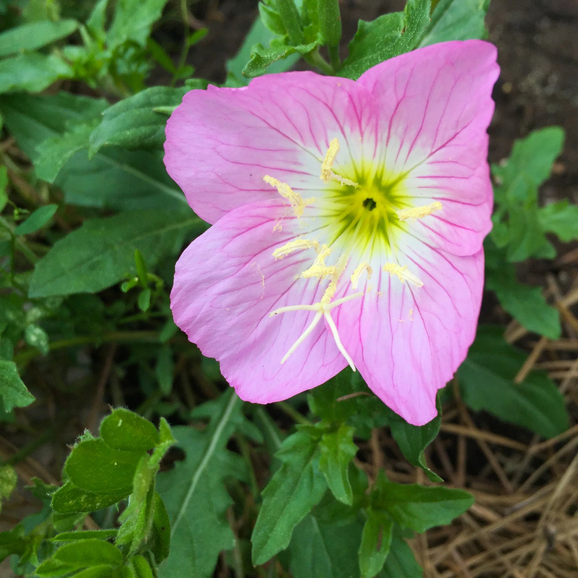 Pink Primrose Flower seeds for Planting - Bright Blooms, Heirloom & GMO Free Seeds for Home Garden