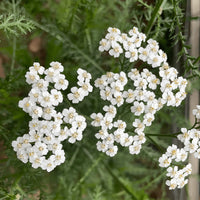 White Achillea Flower seeds for Planting Compact Growth Heirloom & GMO Free Seeds for Home Garden 
 
 Sale