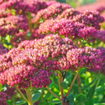 Pink Telephium Flower seeds for Planting - Garden Favorite, Heirloom & GMO Free Seeds for Home Garden