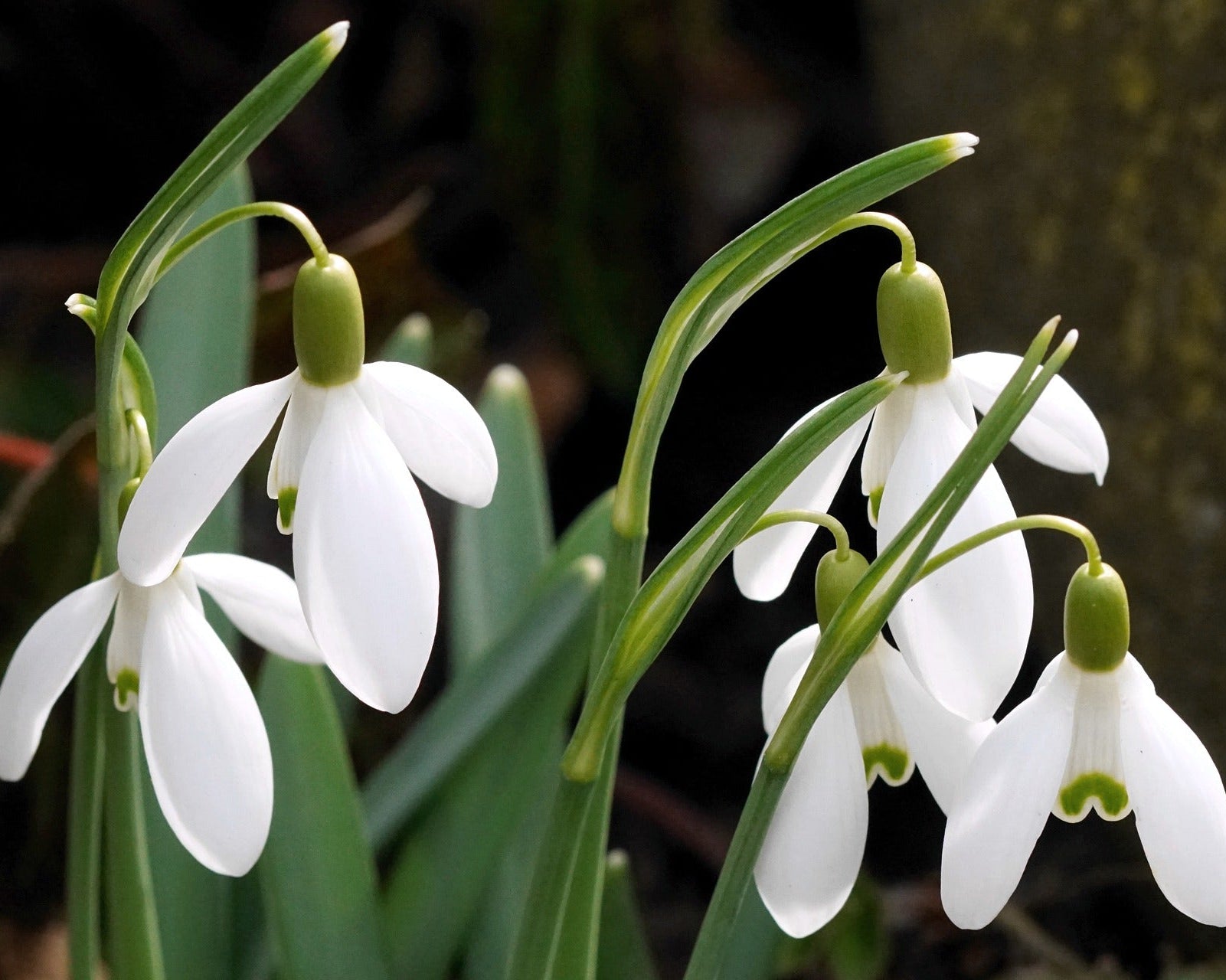 White Snowdrop Flower seeds for Planting - Long Bloom Season, Heirloom & GMO Free Seeds for Home Garden