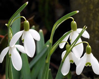 White Snowdrop Flower seeds for Planting - Long Bloom Season, Heirloom & GMO Free Seeds for Home Garden