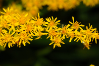 Solidago Canadensis Flower seeds for Planting Seasonal Bloomer Heirloom & GMO Free Seeds for Home Garden