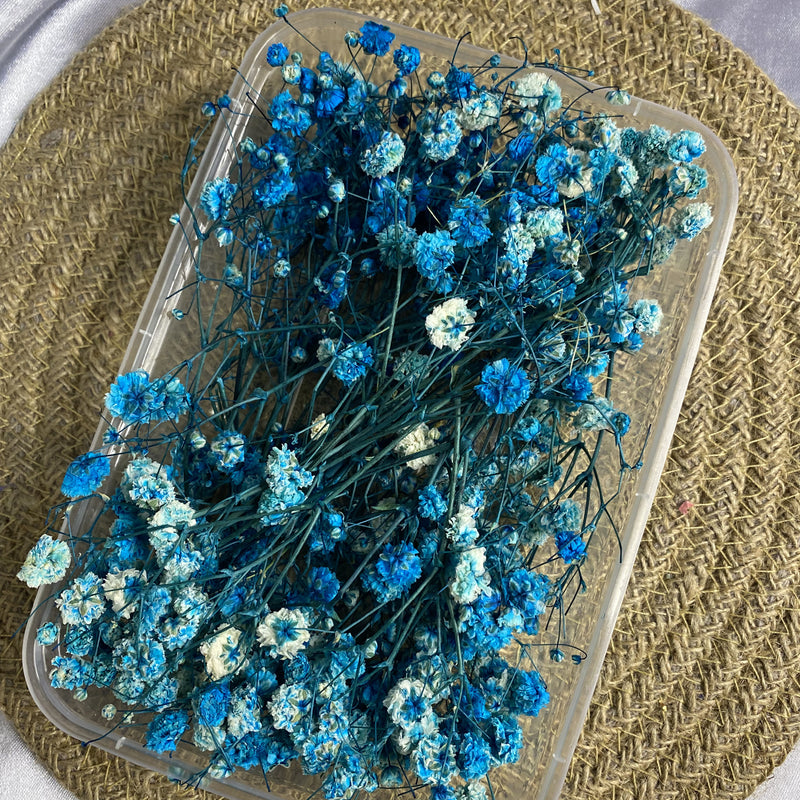 Blue Gypsophila Seeds for Planting - Beautiful Flowering Plant